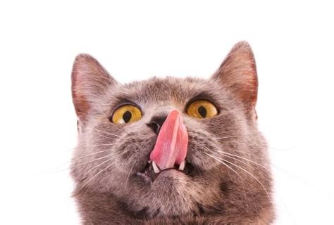 cat keeps licking lips|Cat Licking Lips – 13 Possible Reasons for This Behavior.